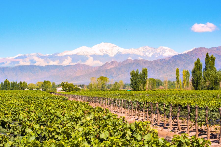 The History and Legacy of Mendoza’s Wine Industry